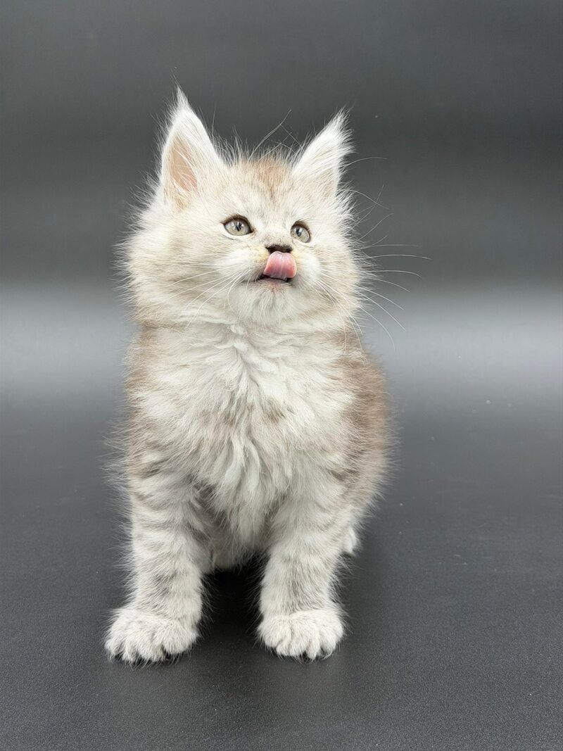 Ronald Maine Coon polydactyl male black silver spotted tabby - live animals