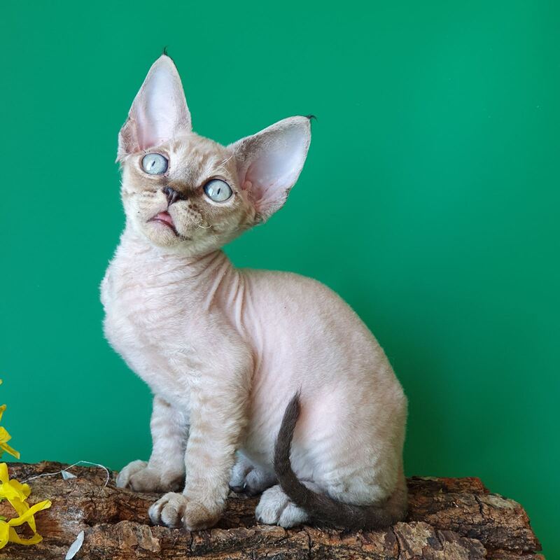 Marik Devon Rex male black tabby pointed - live animals