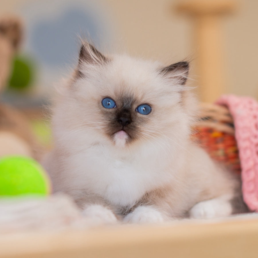 Yasia Ragdoll female, blue mitted