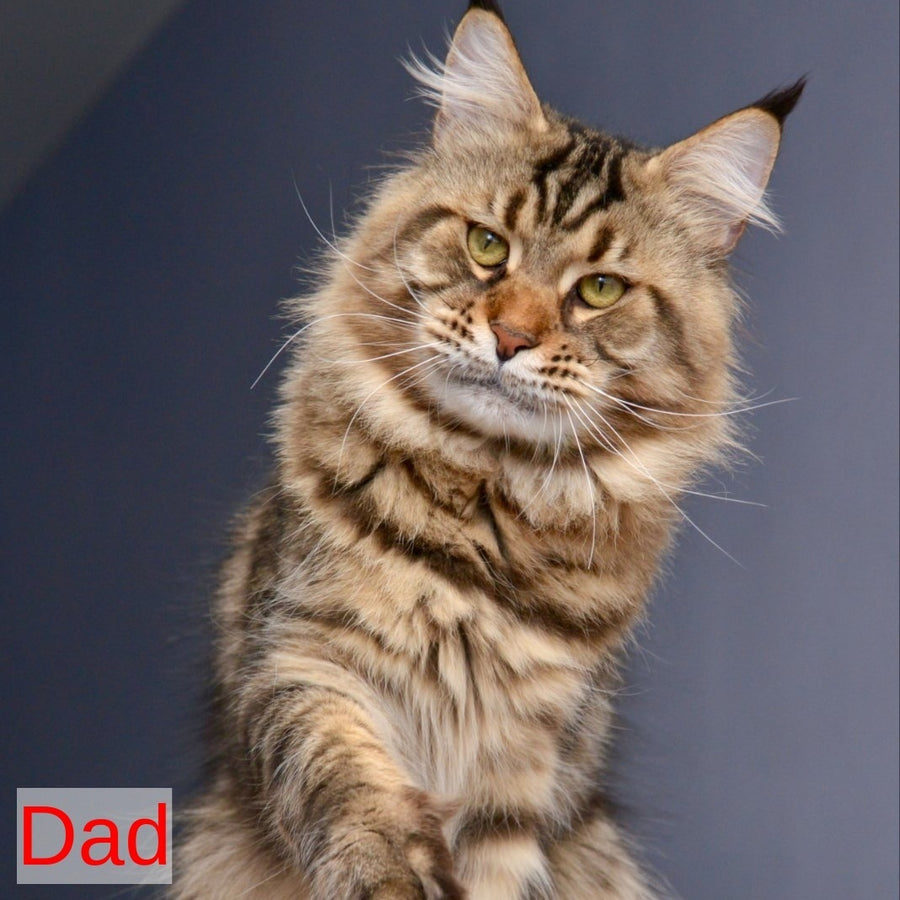 Bright Star Maine Coon male, black with white spotted tabby
