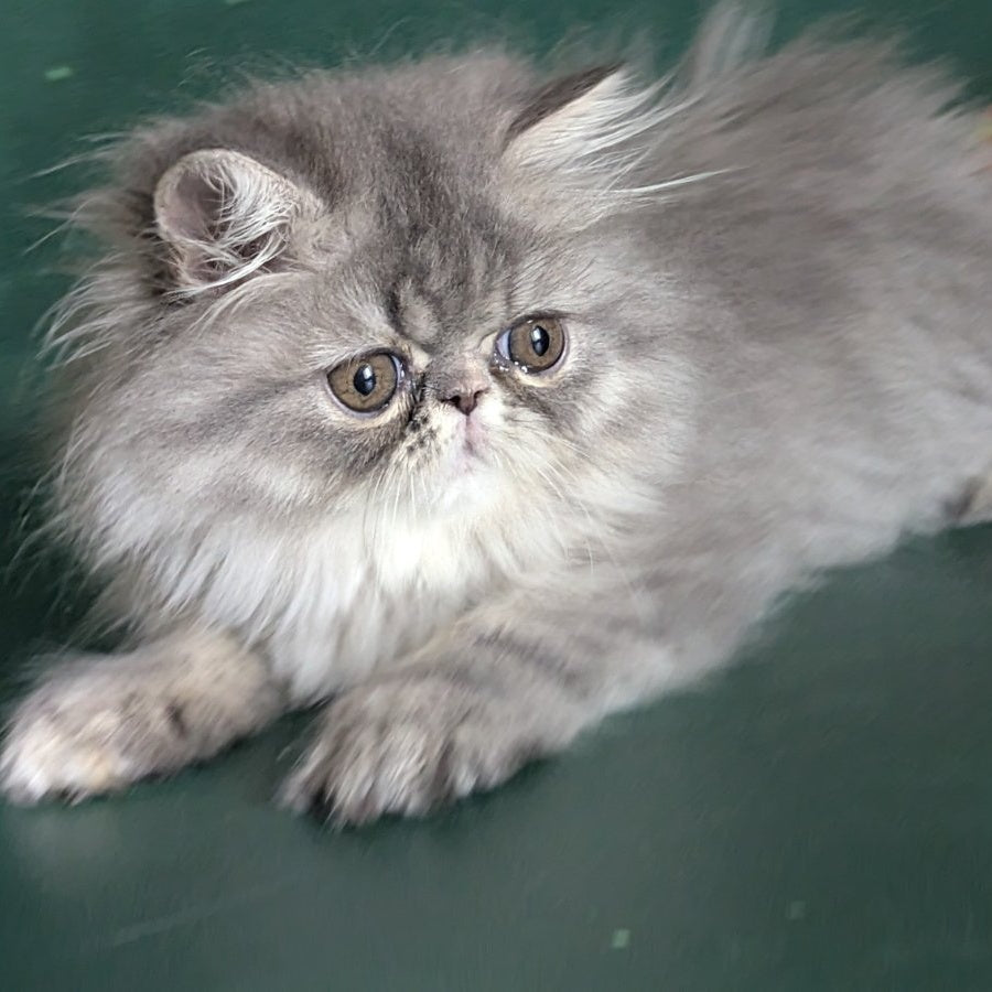 Donya Persian female, blue tortie