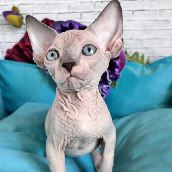 Bazis Canadian Sphynx male, blue pointed bicolour
