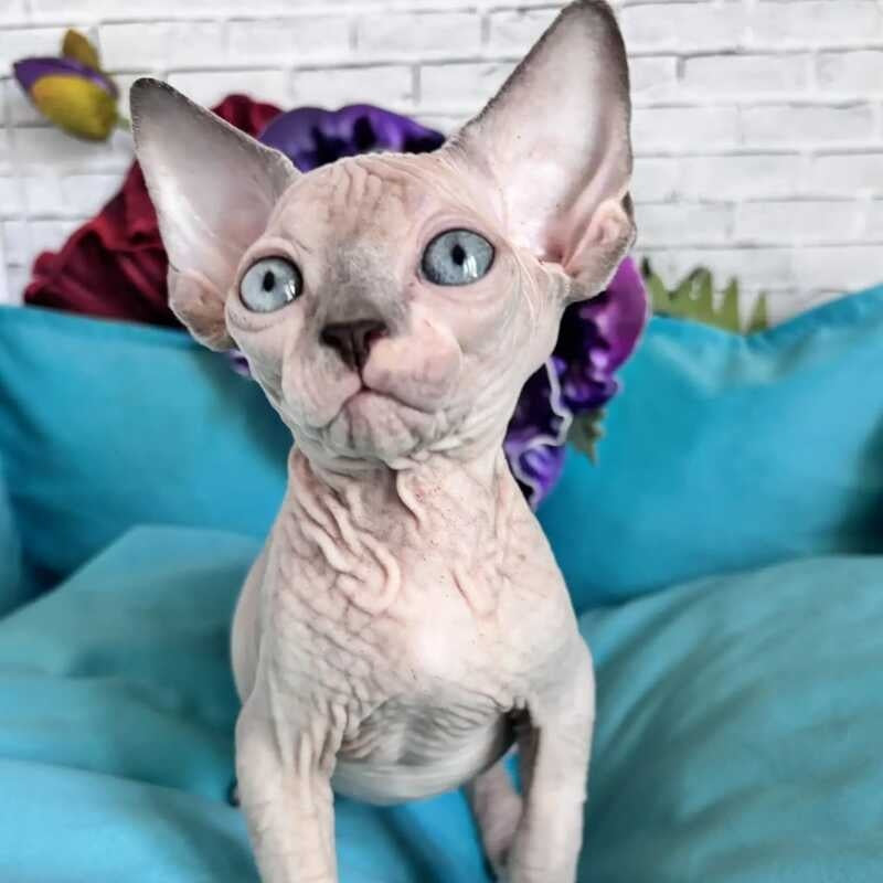 Bazis Canadian Sphynx male, blue pointed bicolour