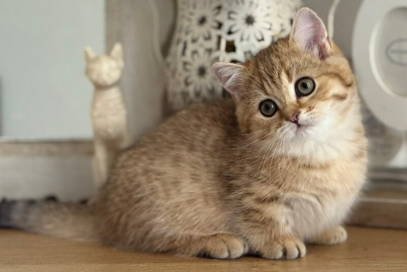 Misha Munchkin male, black golden ticked tabby