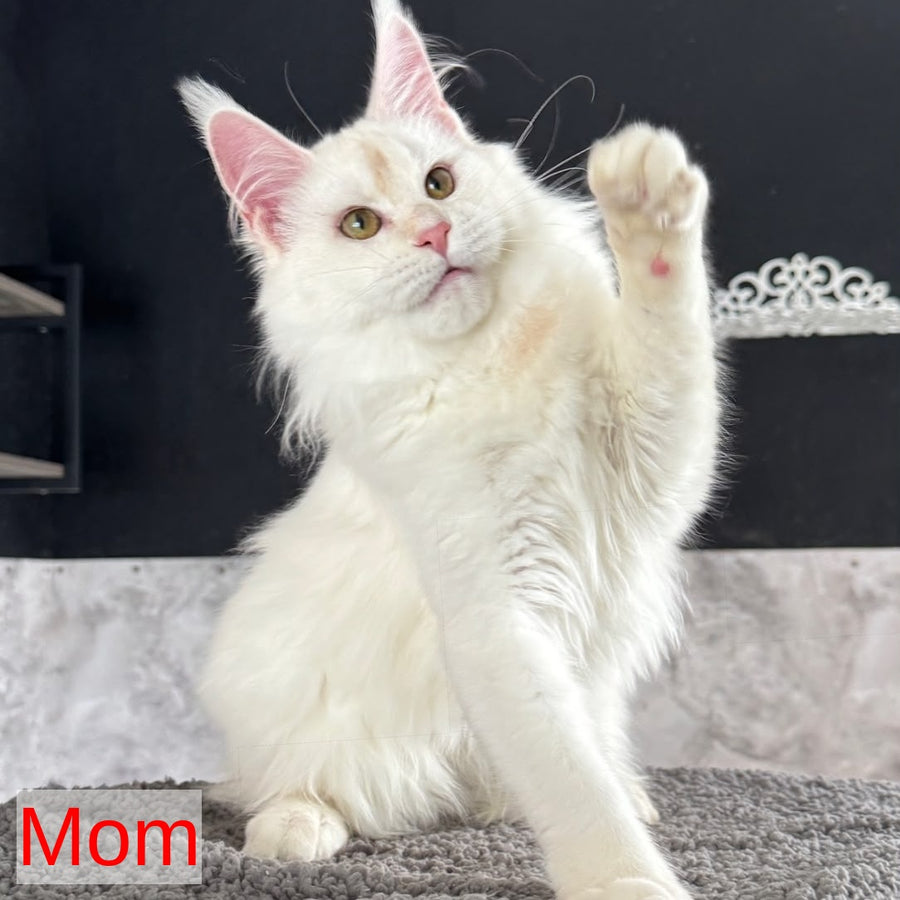 Sangro Maine Coon male, red silver ticked tabby
