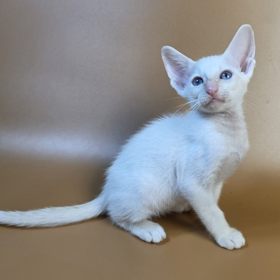 Eclair Siamese male, red