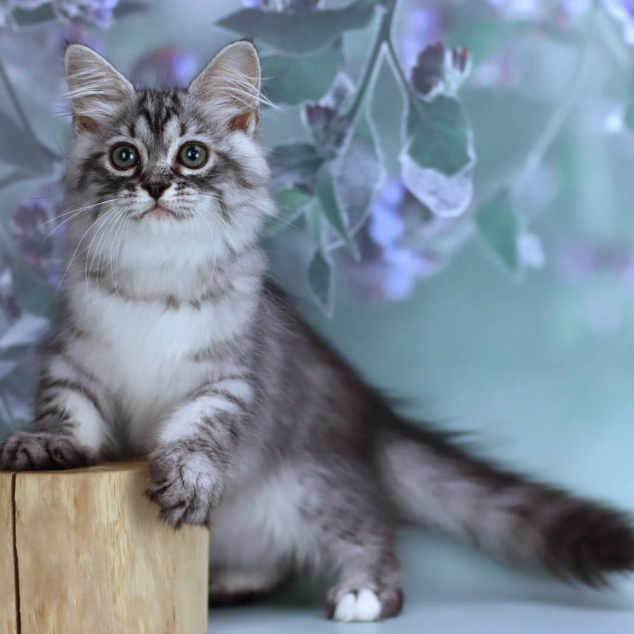 Germes Siberian male, black silver with white spotted tabby