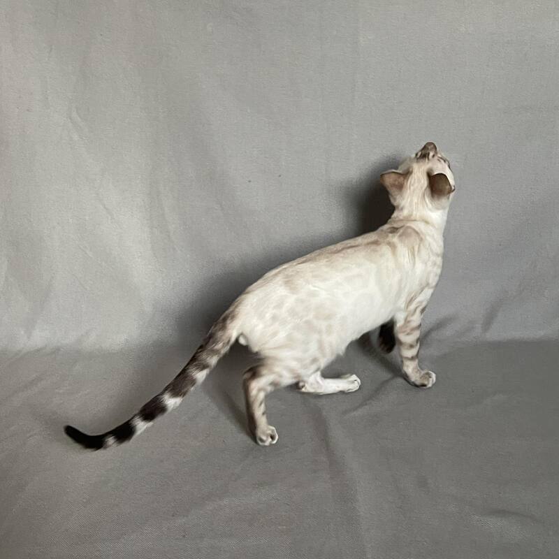 Jinx Bengal male, black spotted tabby pointed