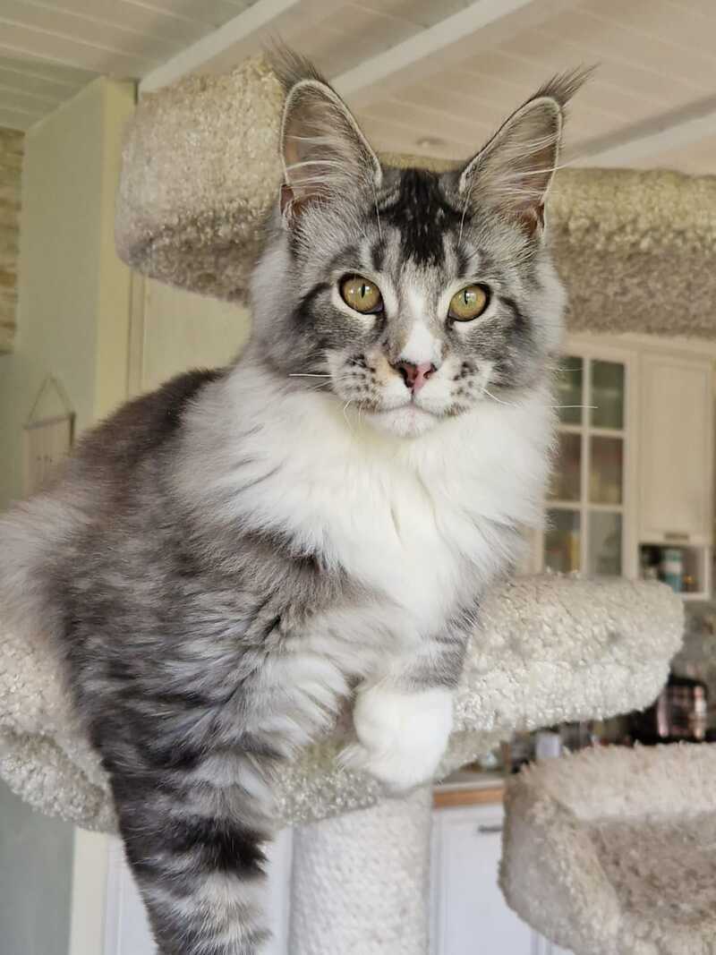 Barbariska Maine Coon female, black silver ticked tabby with white