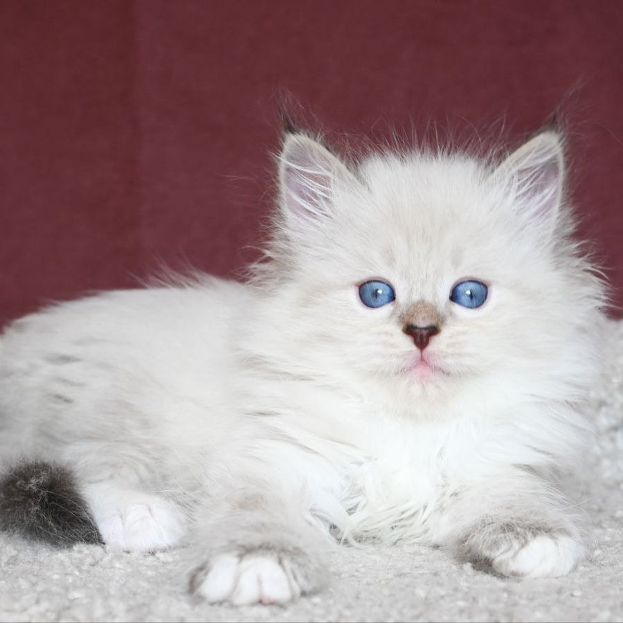 Lion Siberian male, black tabby pointed with white