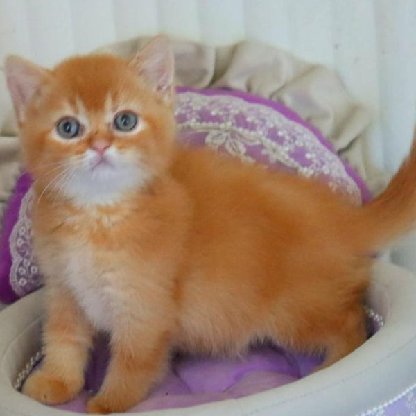 Moshe British Shorthair male, red