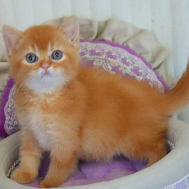 Moshe British Shorthair male, red