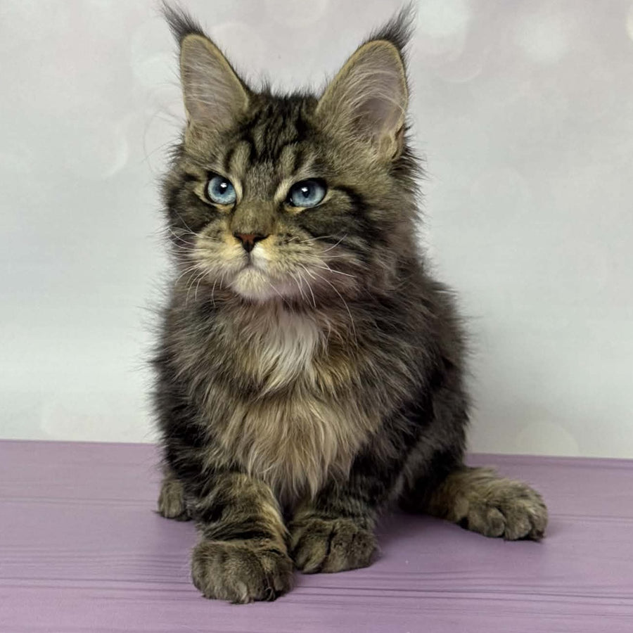 Barby Maine Coon female, black silver tabby with white