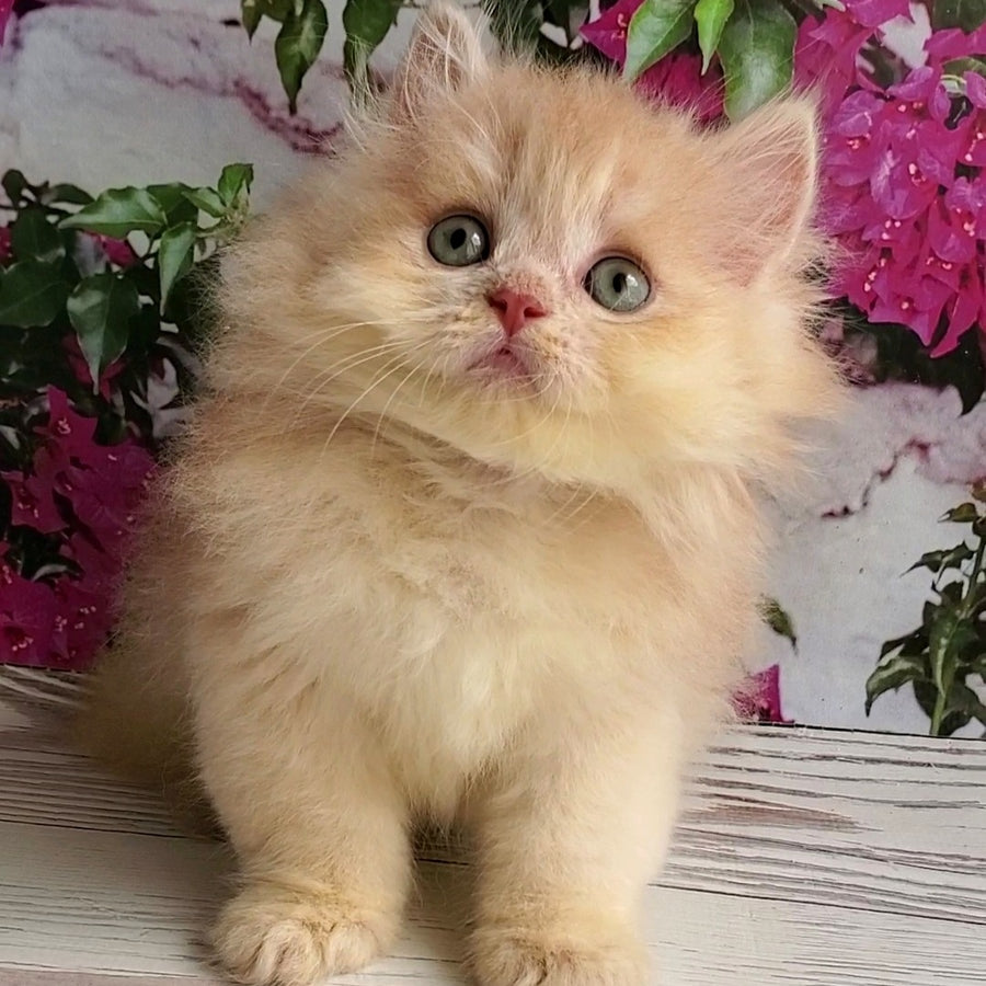 Bounty British Longhair male, lilac golden chinchilla
