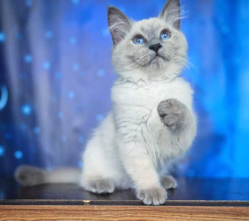 Custer Siberian male, blue pointed