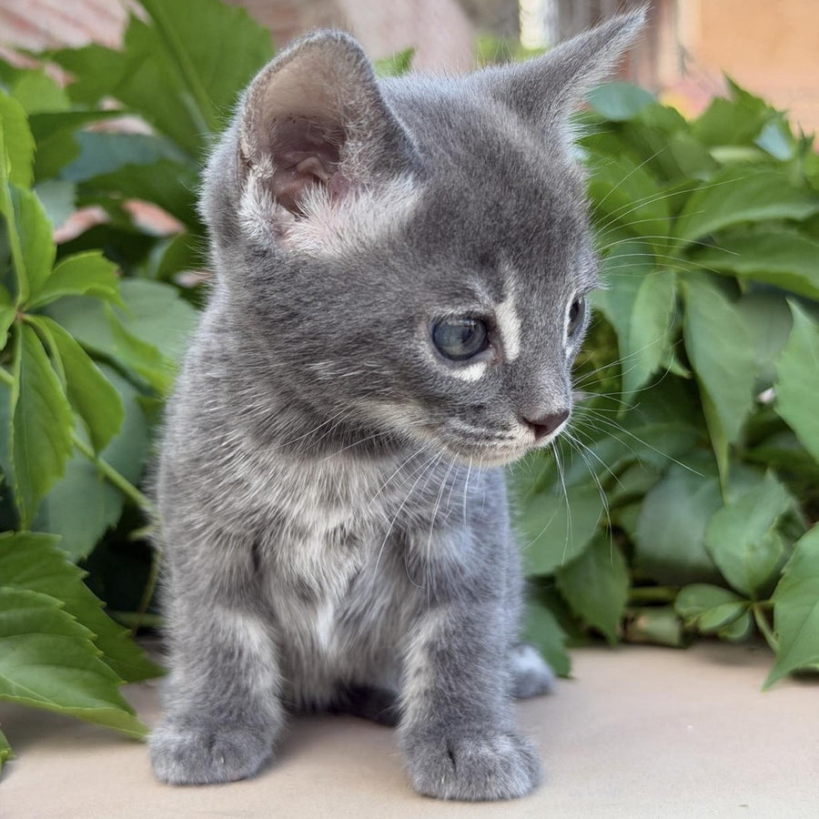 Calvin Bengal male, blue silver spotted tabby