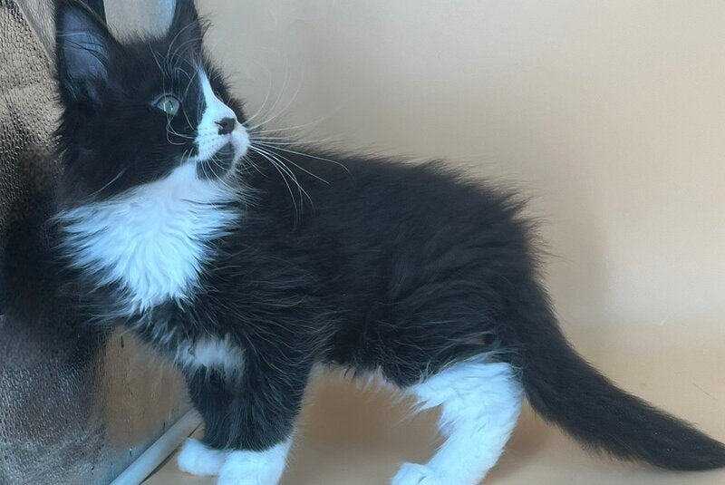 Berta Maine Coon female, black bicolour