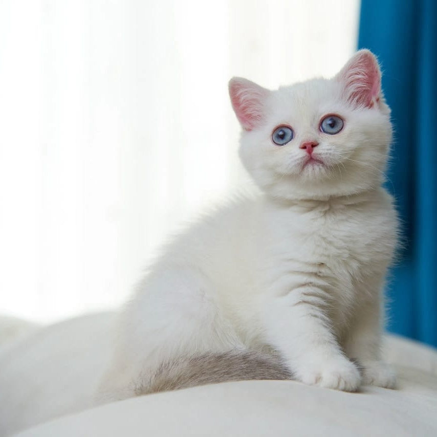 Bella British Shorthair female, blue golden chinchilla pointed