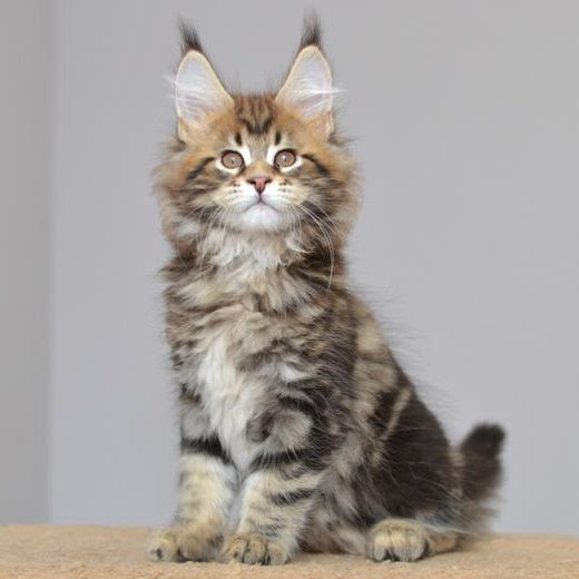 Kai Maine Coon male, black tabby