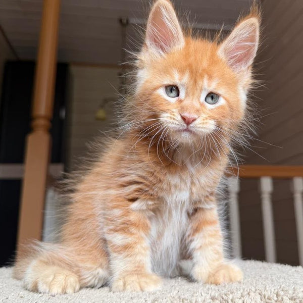 Amur Maine Coon male, red tabby with white