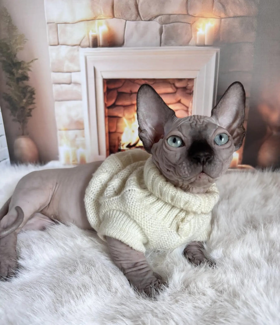 Richi Bambino male black pointed - live animals