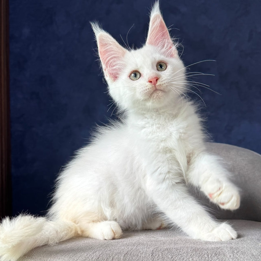 Pamir Maine Coon male, red silver shaded