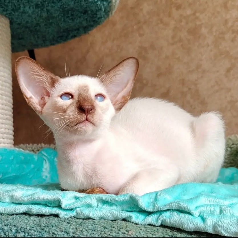 Waltera Siamese male, cinnamon