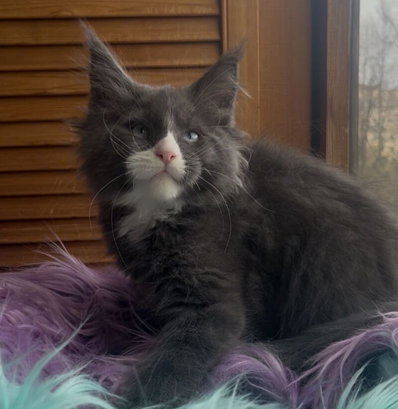 Hugo Maine Coon polydactyl male blue with white - live animals