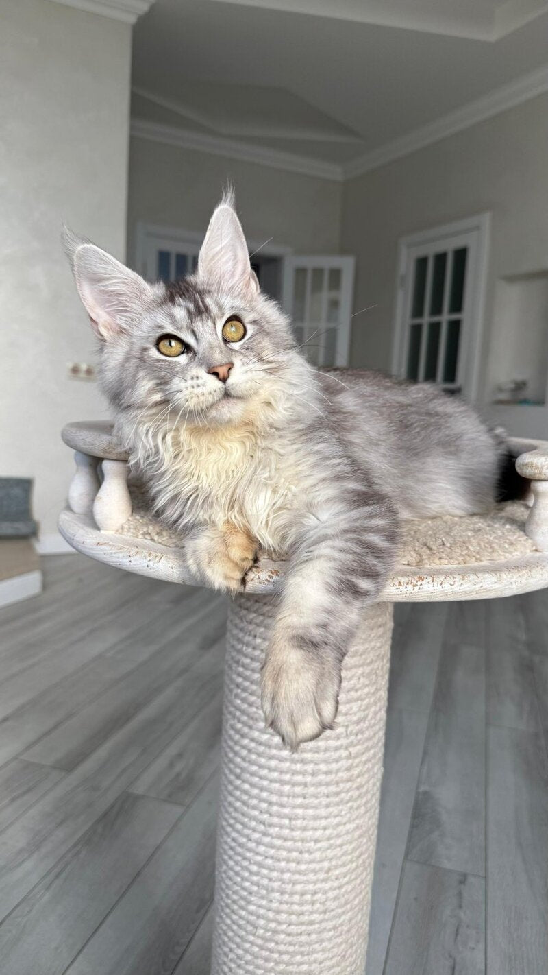 Jerry Maine Coon male, black silver ticked tabby