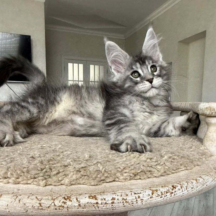 Jackpot Maine Coon male, black silver ticked tabby