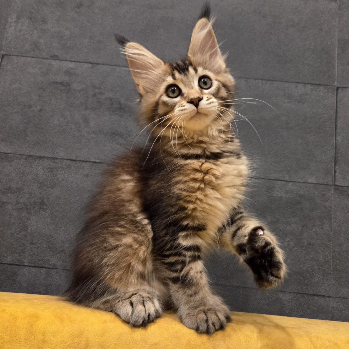 Ruslana Maine Coon polydactyl 6x6x6x6 female, black golden ticked tabby