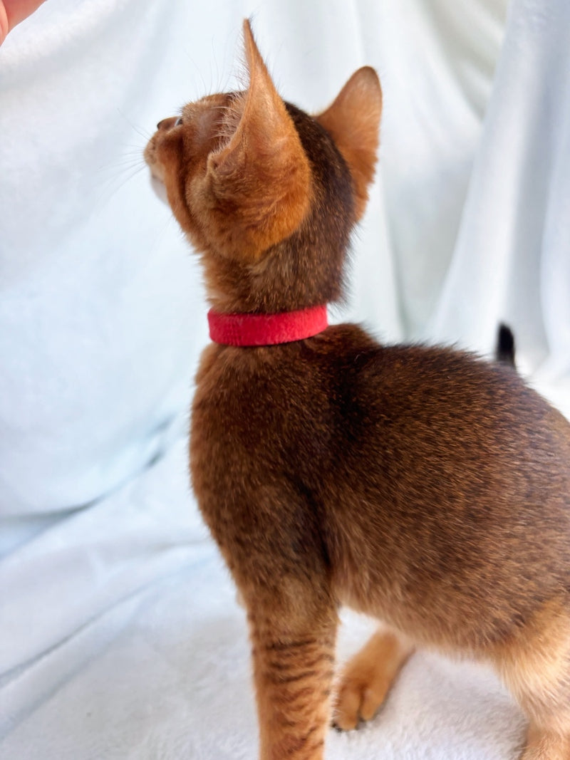 Sara Abyssinian female, ruddy
