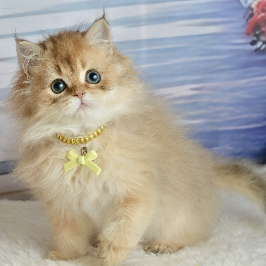 Victoria Scottish Straight female, black golden shaded