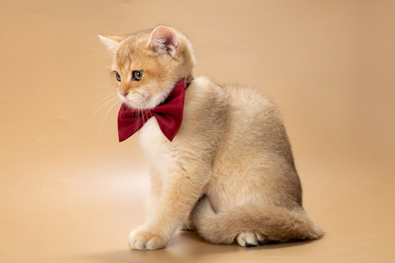 Simon British Shorthair male, black golden shaded