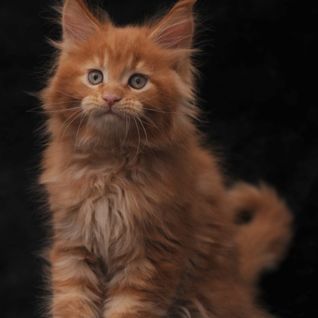 Sem Maine Coon male, red