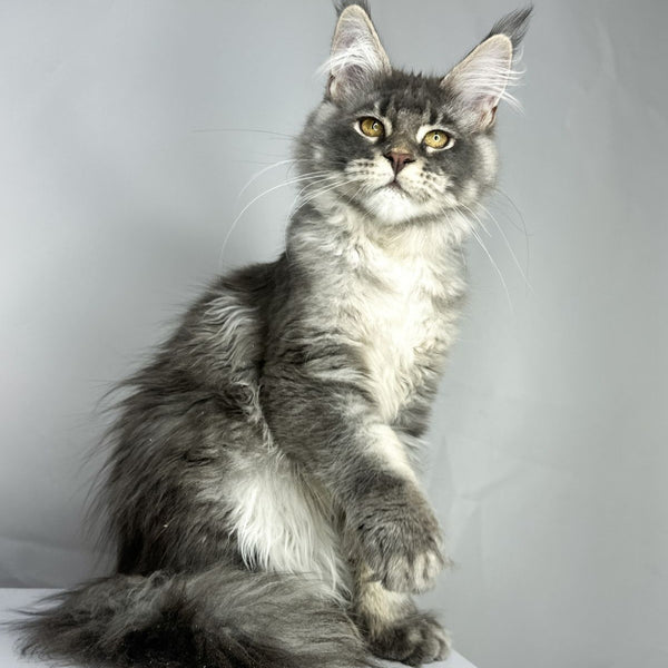 Bekka Maine Coon female, blue ticked tabby