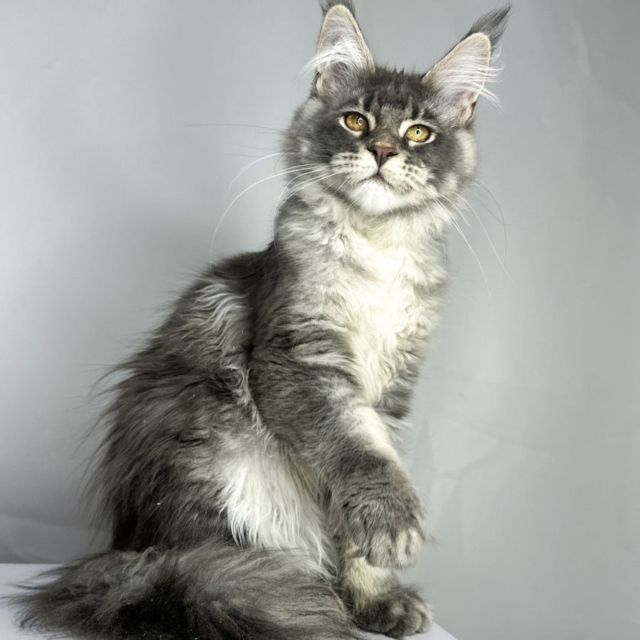Bekka Maine Coon female, blue ticked tabby