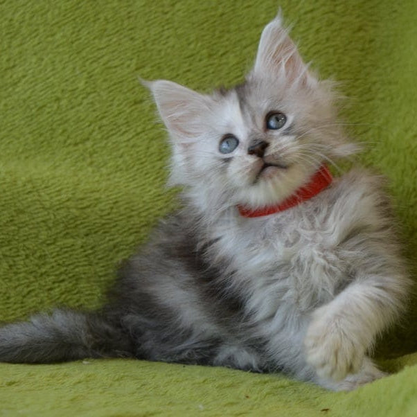Kama Maine Coon female, black tortie silver tabby