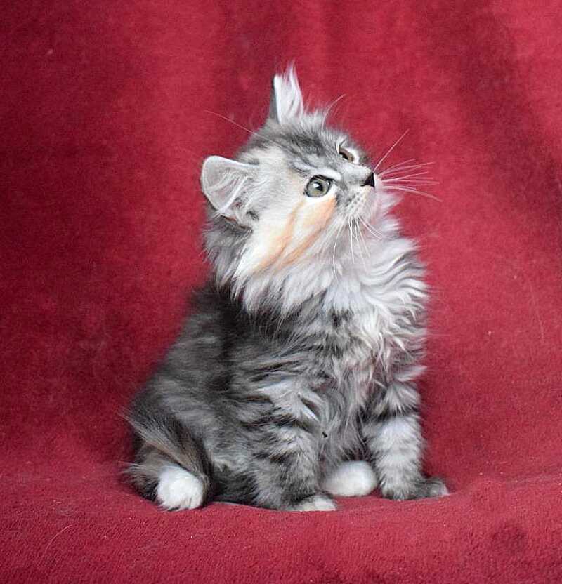Kаlina Siberian female black tortie silver spotted tabby - live animals