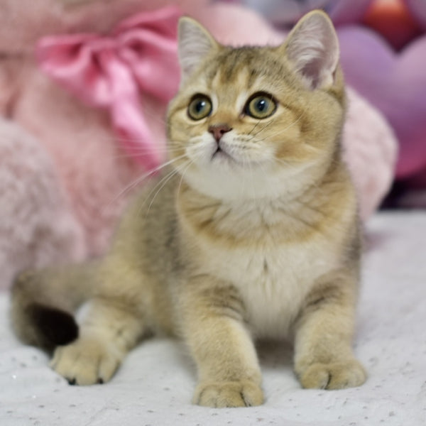 Felix British Shorthair male, black golden ticked tabby