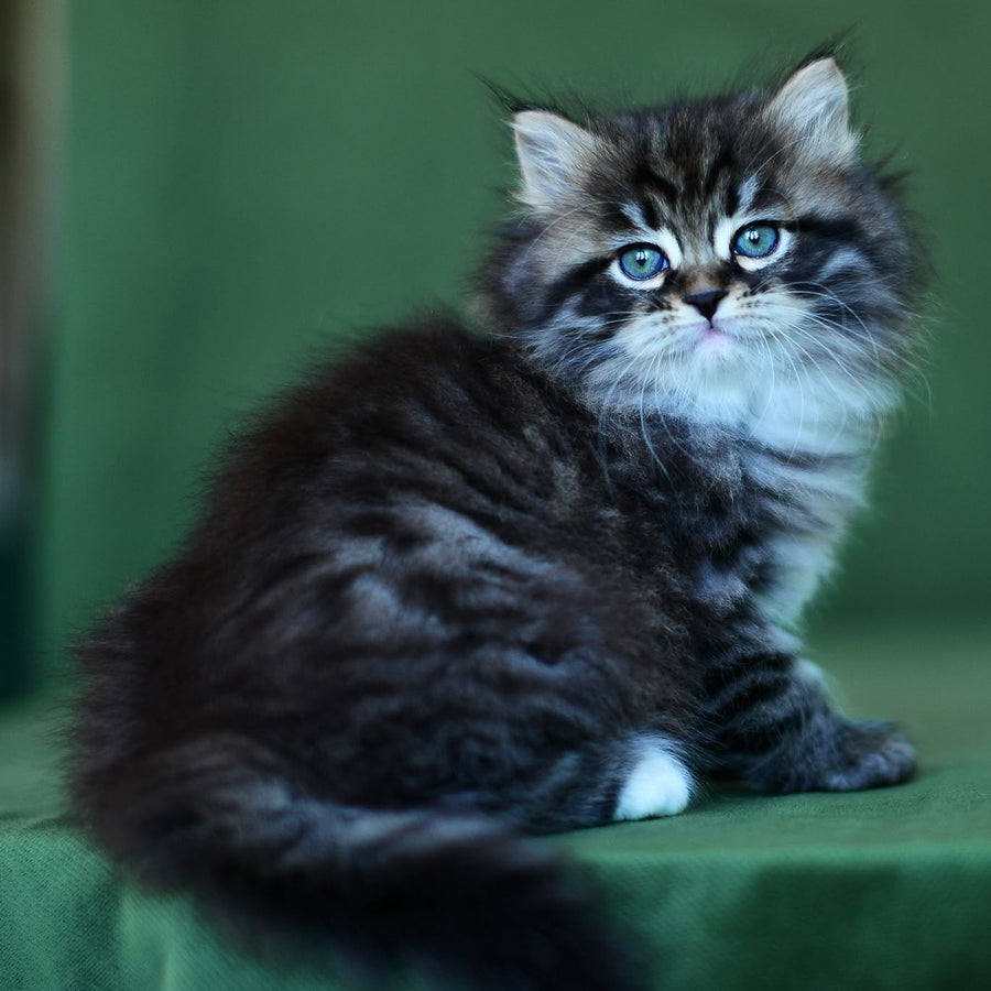 Taisiya Siberian female, black spotted tabby with white