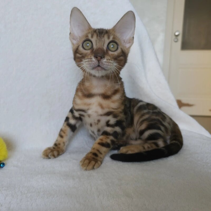 Тamerlan Bengal male black spotted tabby - live animals