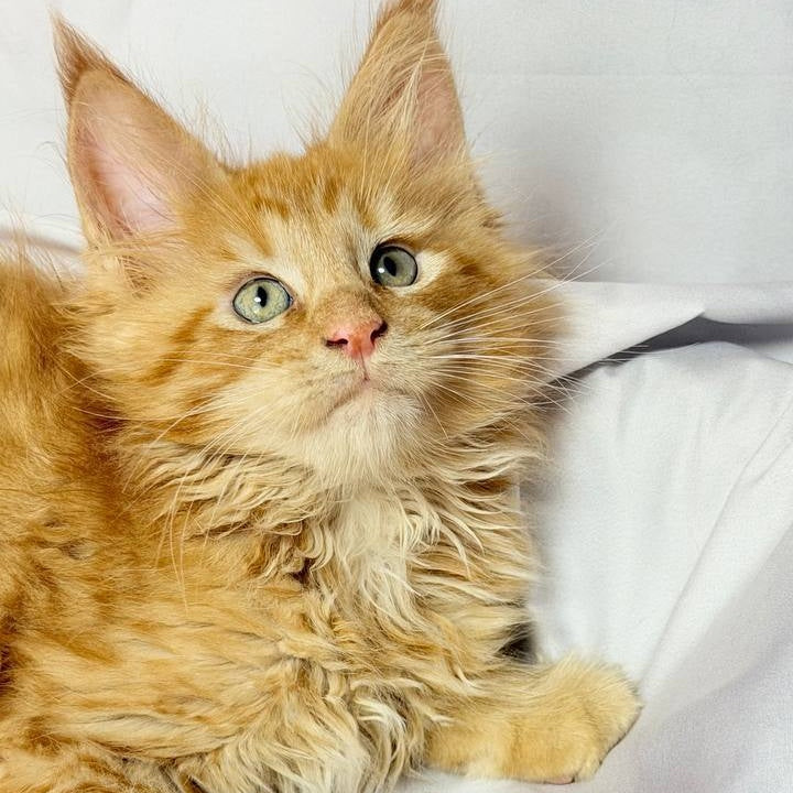 Maximilian Maine Coon male, red