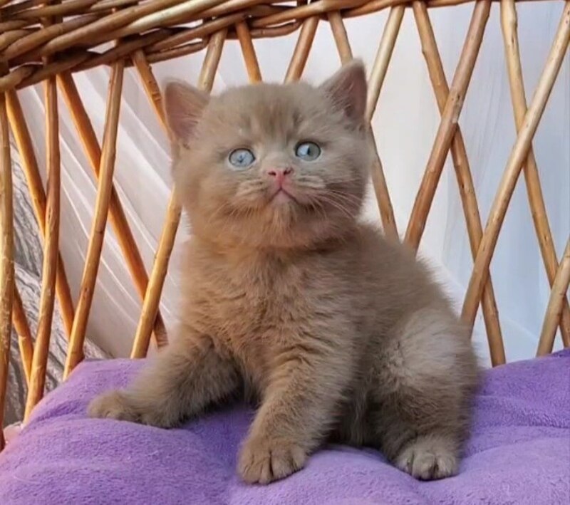 Yara British Shorthair female, cinnamon