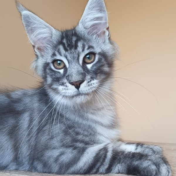 Emir Maine Coon male, black silver ticked tabby
