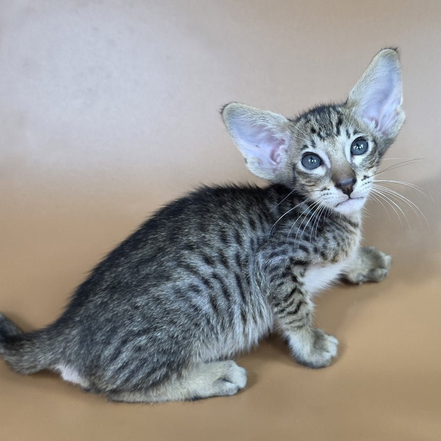Brawnie Oriental Shorthair male, black spotted tabby