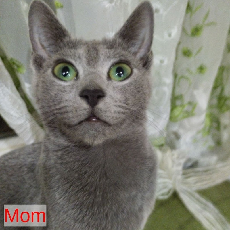 Aisha Russian Blue female, blue