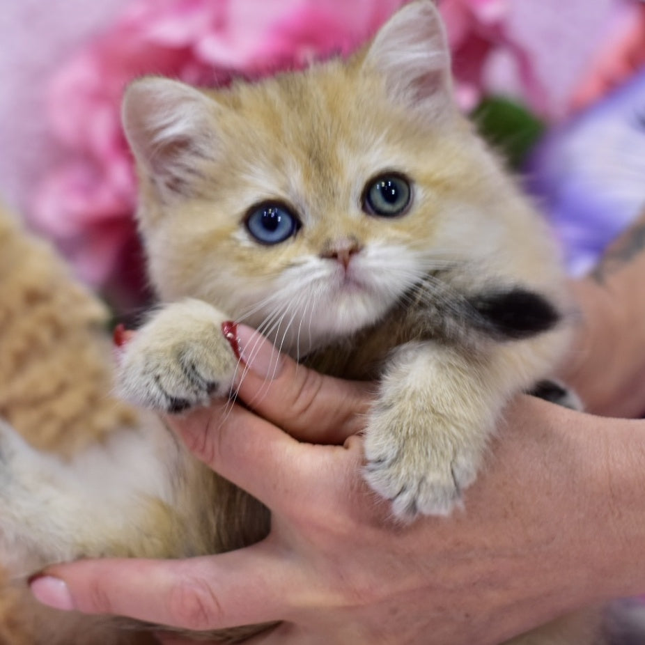 Goldie British Shorthair female, black golden shaded