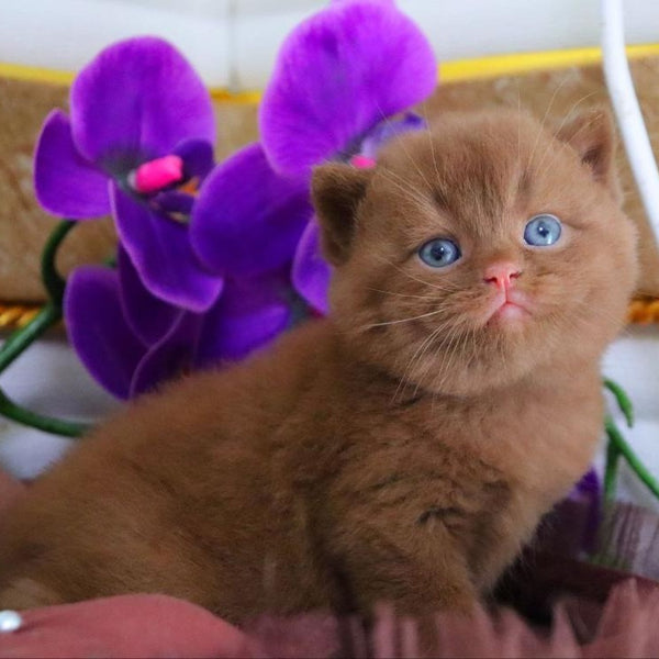 Romeo British Shorthair male, cinnamon