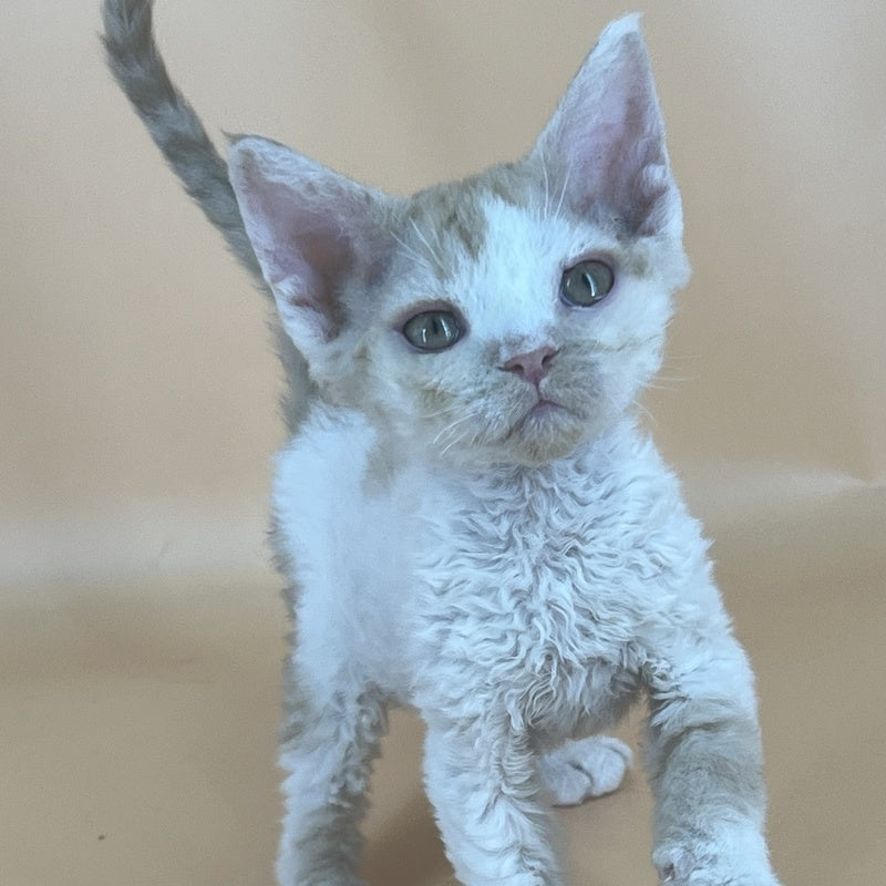 Alex Devon Rex male, red harlequin